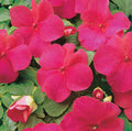 Impatiens  'Super Elfin Lipstick'
