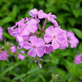 Phlox carolina (Bill Baker)