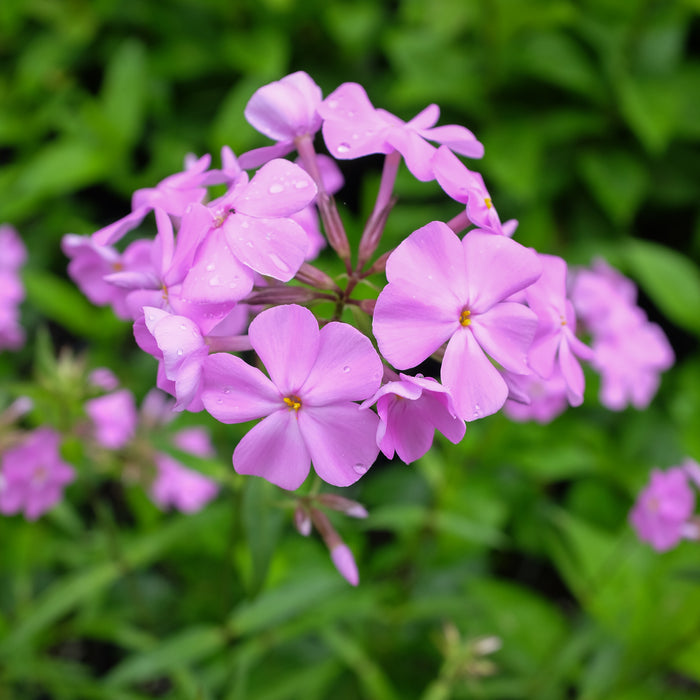 Phlox carolina (Bill Baker)