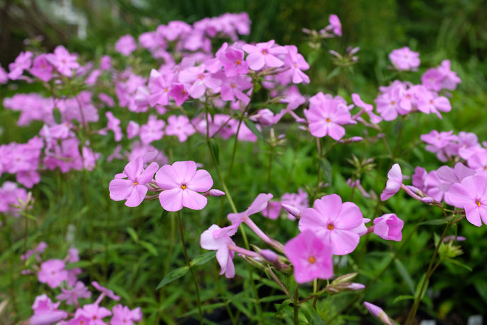 Phlox carolina (Bill Baker)