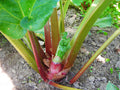 Rhubarb 'Victoria'